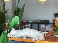 -Cappucimeow猫咪咖啡馆(韦伯时代店)