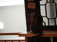 -猫的天空之城概念书店(杭州南宋御街店)