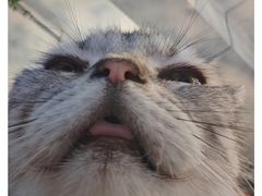-猫猫幼稚园·撸猫·桌游·电玩