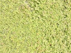 -白塘生态植物园