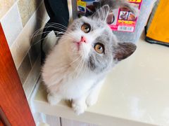 -猫大福·Fortune Cat猫舍(百子湾店)