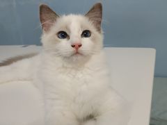 -喵的天空名猫咖啡馆·撸猫·猫舍·用品