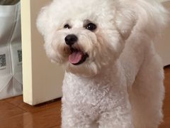 -翊宠yipet猫狗购宠庄园犬舍•猫舍