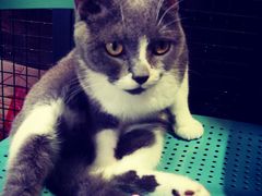 镇店之宝～～喵-MIKAKU(万达广场上海宝山店)