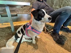 -J Create城市露营咖啡·简餐·宠物(上海动物园店)