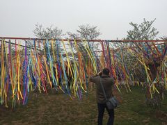 -天王浮山樱花园