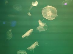 -福州罗源湾海洋世界旅游区