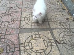 -圣约瑟夫大教堂