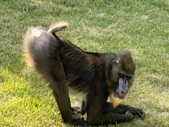 -西霞口神雕山野生动物世界