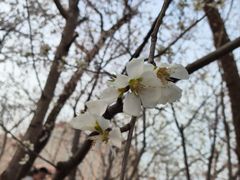 -桃花堤公园