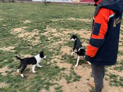 -趣玩宠物乐园寄养训犬训狗游泳池