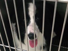-瑞派康怡24h宠物医院·犬猫医疗中心·微创绝育(瑞景分院)