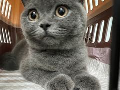 -lincat·猫舍(广州店)