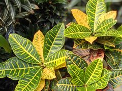 -北京植物园-展览温室