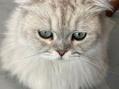 -猫友咖啡店(玉林西路店)