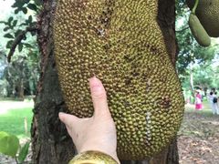 -中国科学院西双版纳热带植物园