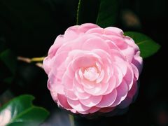 -杭州植物园