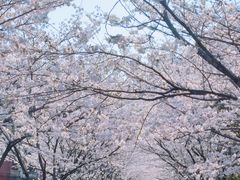 -高东镇樱花园