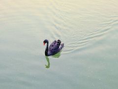 -蓬莱欧乐堡梦幻世界