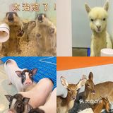 杭州探店｜打卡宝藏撸宠乐园！