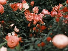 -香蜜公园