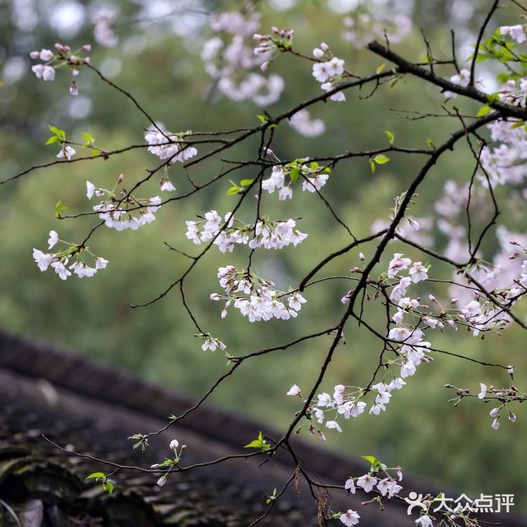 人间绝境‼️清冷至极‼️告诉你一个看樱花沒人的地方🌸