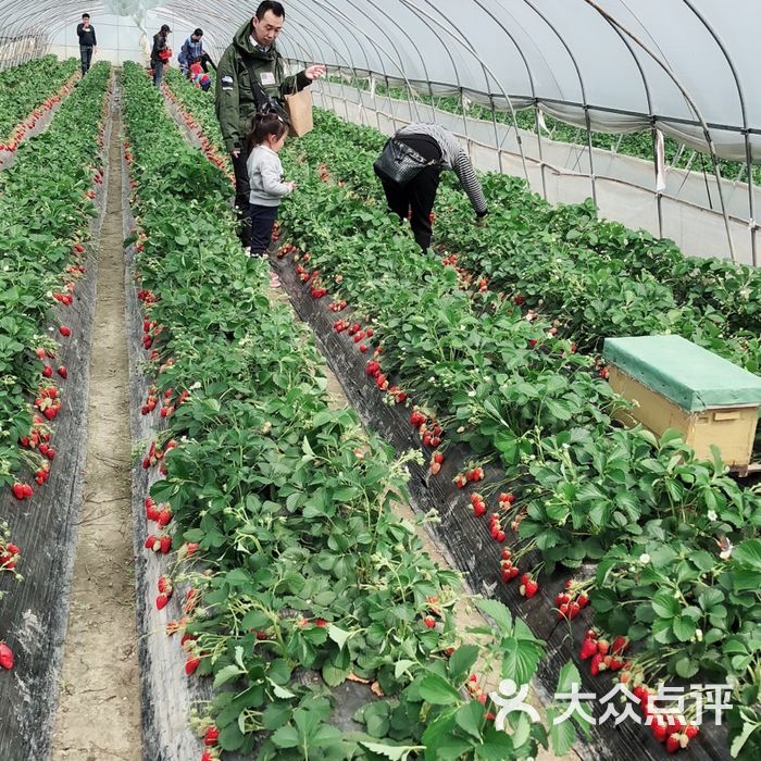 丫丫草莓采摘园