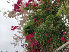 -丹樱生态园