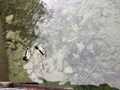 -柯尼希湖