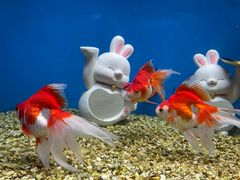 -合肥海洋世界