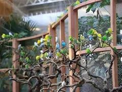 -南宫五洲植物乐园
