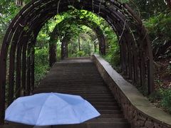 -深圳仙湖植物园