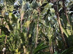-中国科学院西双版纳热带植物园