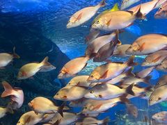 -太平洋海底世界