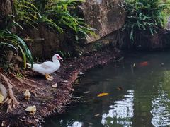 -呀诺达热带雨林