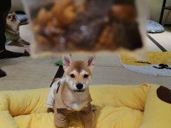 -逗柴咖啡屋·狗咖猫咖宠物桌游