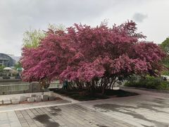 -西湖文化广场