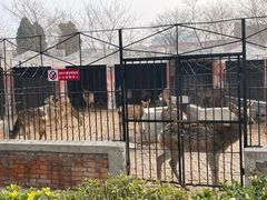 -保定市动物园