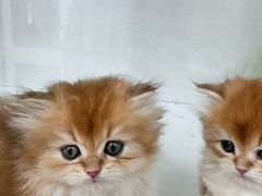 -青奢宠物·青奢猫舍