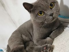 -宠福鑫康馨动物医院·骨科·眼科