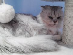 android_upload_pic-喵的天空名猫咖啡馆·撸猫·猫舍·用品