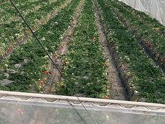 -喜杨洋草莓采摘园
