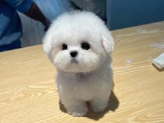 -萌宠之家·腊肠犬·马尔泰·小体犬舍