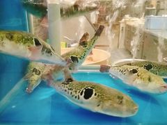 景观位-红叶日料·放题·海胆·定食(星海店)