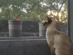 -喵的天空名猫咖啡馆·撸猫·猫舍·用品