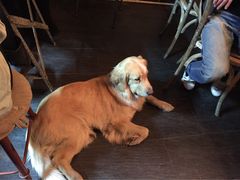 百好乐比萨-百好乐宠物友好餐厅(朝外大街店)