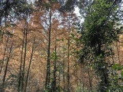 -凤栖山