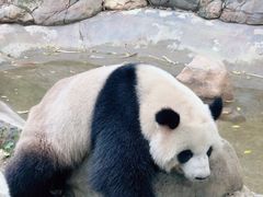 -广州长隆野生动物世界