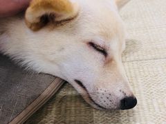 -逗柴咖啡屋·狗咖猫咖宠物桌游