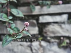 -高荡千年布依古寨旅游景区